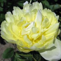 Warmerdam Paeonia