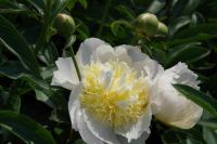 Rene Koot, foto gemaakt in Peony Showgarden