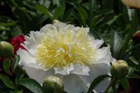 Rene Koot, foto gemaakt in Peony Showgarden