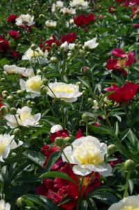 Rene Koot, foto gemaakt in Peony Showgarden