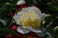 Rene Koot, foto gemaakt in Peony Showgarden