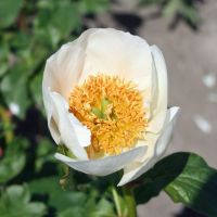 Warmerdam Paeonia