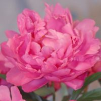 Warmerdam Paeonia