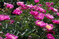 Rene Koot, foto gemaakt in Peony Showgarden