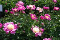 Rene Koot, foto gemaakt in Peony Showgarden