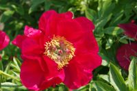 Rene Koot, foto gemaakt in Peony Showgarden