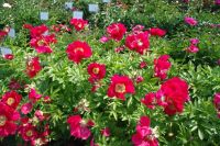 Rene Koot, foto gemaakt in Peony Showgarden