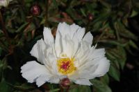 Rene Koot, foto gemaakt in Peony Showgarden