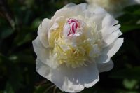 Rene Koot, foto gemaakt in Peony Showgarden