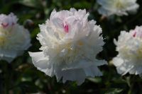 Rene Koot, foto gemaakt in Peony Showgarden