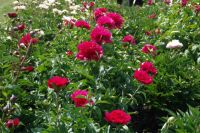 Rene Koot, foto gemaakt in Peony Showgarden