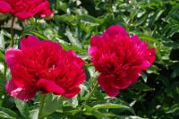 Rene Koot, foto gemaakt in Peony Showgarden