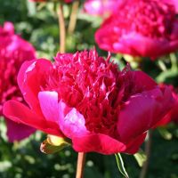 Warmerdam Paeonia