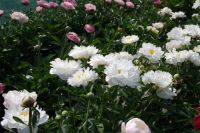 Rene Koot, foto gemaakt in Peony Showgarden