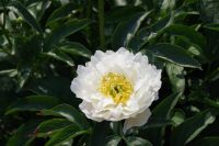 Rene Koot, foto gemaakt in Peony Showgarden