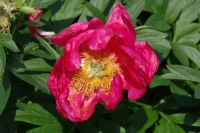 Rene Koot, foto gemaakt in Peony Showgarden