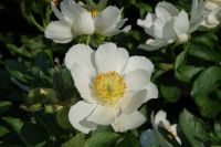 Rene Koot, foto gemaakt in Peony Showgarden