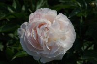 Rene Koot, foto gemaakt in Peony Showgarden