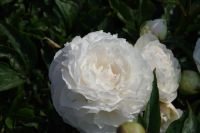 Rene Koot, foto gemaakt in Peony Showgarden