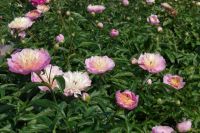 Rene Koot, foto gemaakt in Peony Showgarden