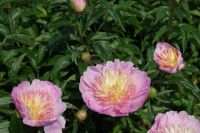 Rene Koot, foto gemaakt in Peony Showgarden