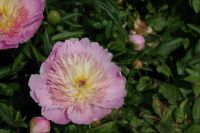 Rene Koot, foto gemaakt in Peony Showgarden