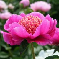 Warmerdam Paeonia