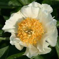 Warmerdam Paeonia