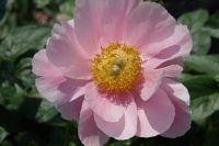 Rene Koot, foto gemaakt in Peony Showgarden