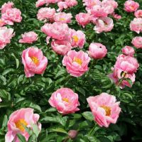 Warmerdam Paeonia