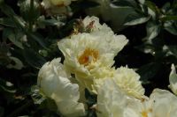 Rene Koot, foto gemaakt in Peony Showgarden