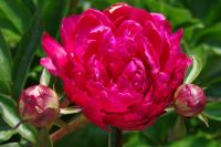 Rene Koot, foto gemaakt in Peony Showgarden