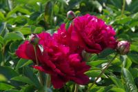 Rene Koot, foto gemaakt in Peony Showgarden