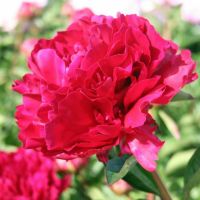 Warmerdam Paeonia