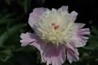 Rene Koot, foto gemaakt in Peony Showgarden