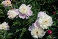 Rene Koot, foto gemaakt in Peony Showgarden