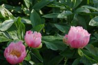 Rene Koot, foto gemaakt in Peony Showgarden