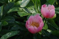 Rene Koot, foto gemaakt in Peony Showgarden