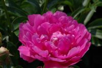 Rene Koot, foto gemaakt in Peony Showgarden