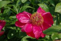 Rene Koot, foto gemaakt in Peony Showgarden