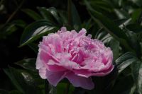 Rene Koot, foto gemaakt in Peony Showgarden