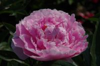 Rene Koot, foto gemaakt in Peony Showgarden