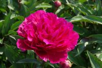 Rene Koot, foto gemaakt in Peony Showgarden