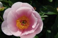 Rene Koot, foto gemaakt in Peony Showgarden