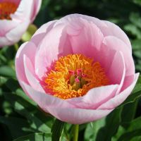 Warmerdam Paeonia