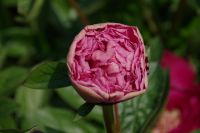 Rene Koot, foto gemaakt in Peony Showgarden