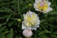 Rene Koot, foto gemaakt in Peony Showgarden