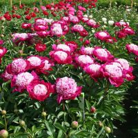 Warmerdam Paeonia