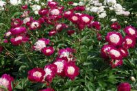 Rene Koot, foto gemaakt in Peony Showgarden