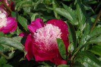 Rene Koot, foto gemaakt in Peony Showgarden